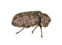 Bonte knaagkever bestrijden