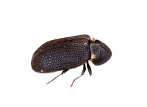 Houtaantasters bestrijden