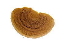 Zwam Schimmel bestrijden