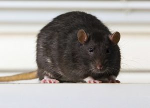 Zwarte Rat