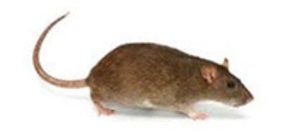 bruine rat